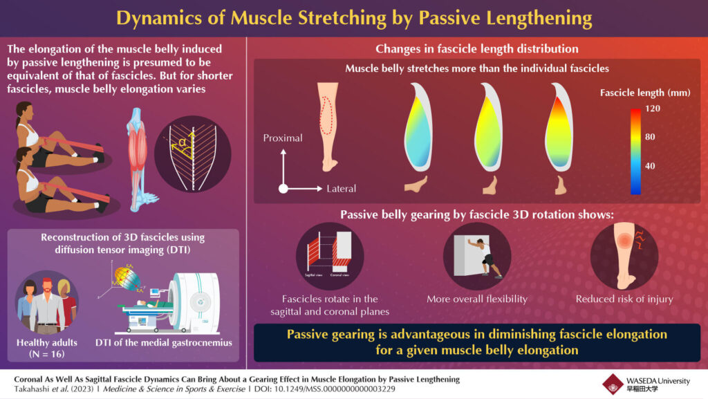 Dynamics of Muscle Stretching - Stretches for Bike Riding